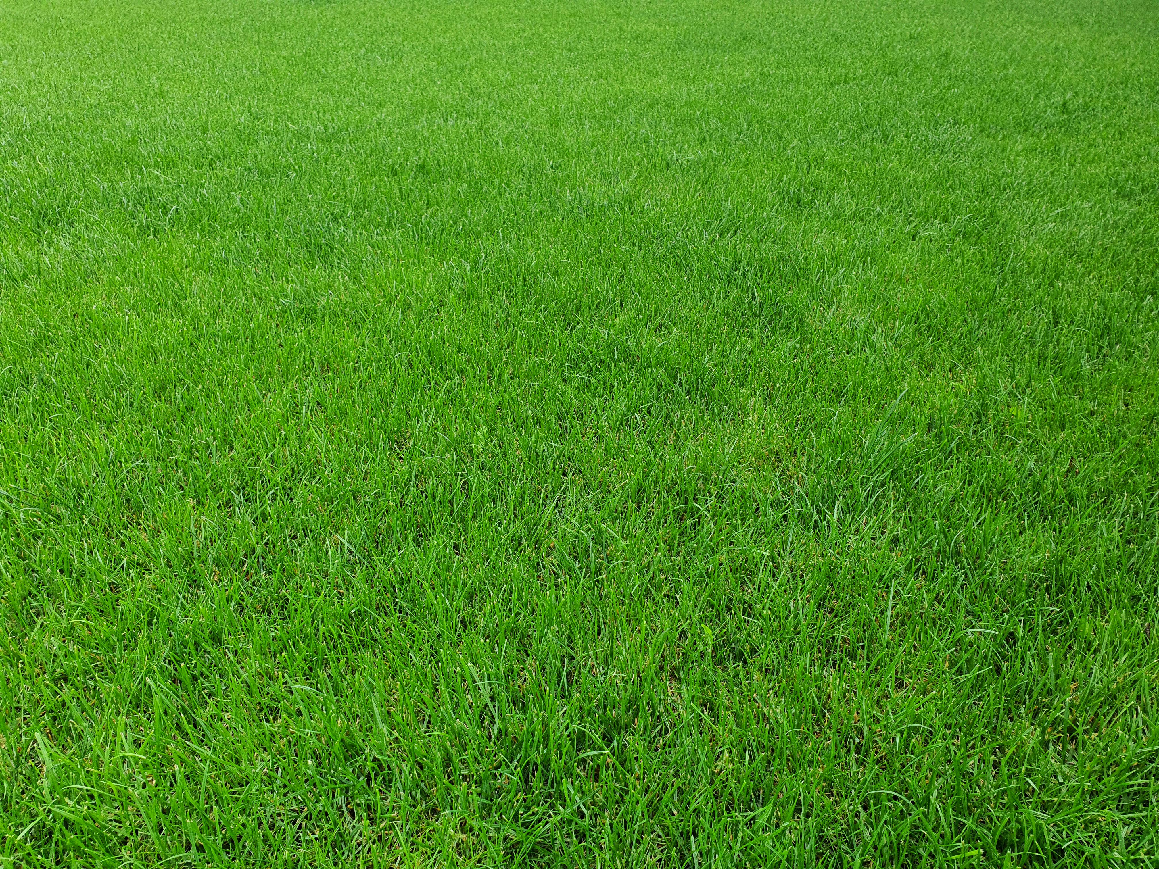 Grass