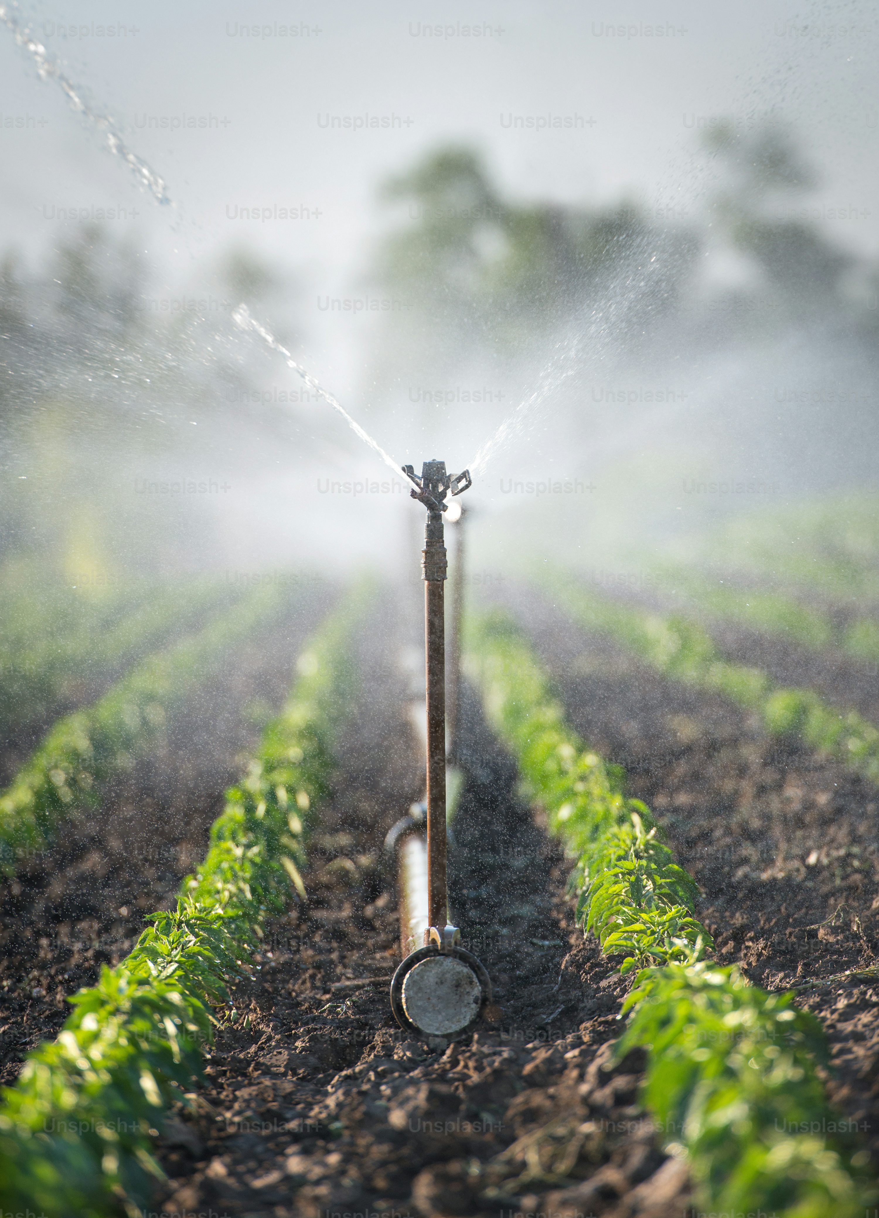 Irrigation