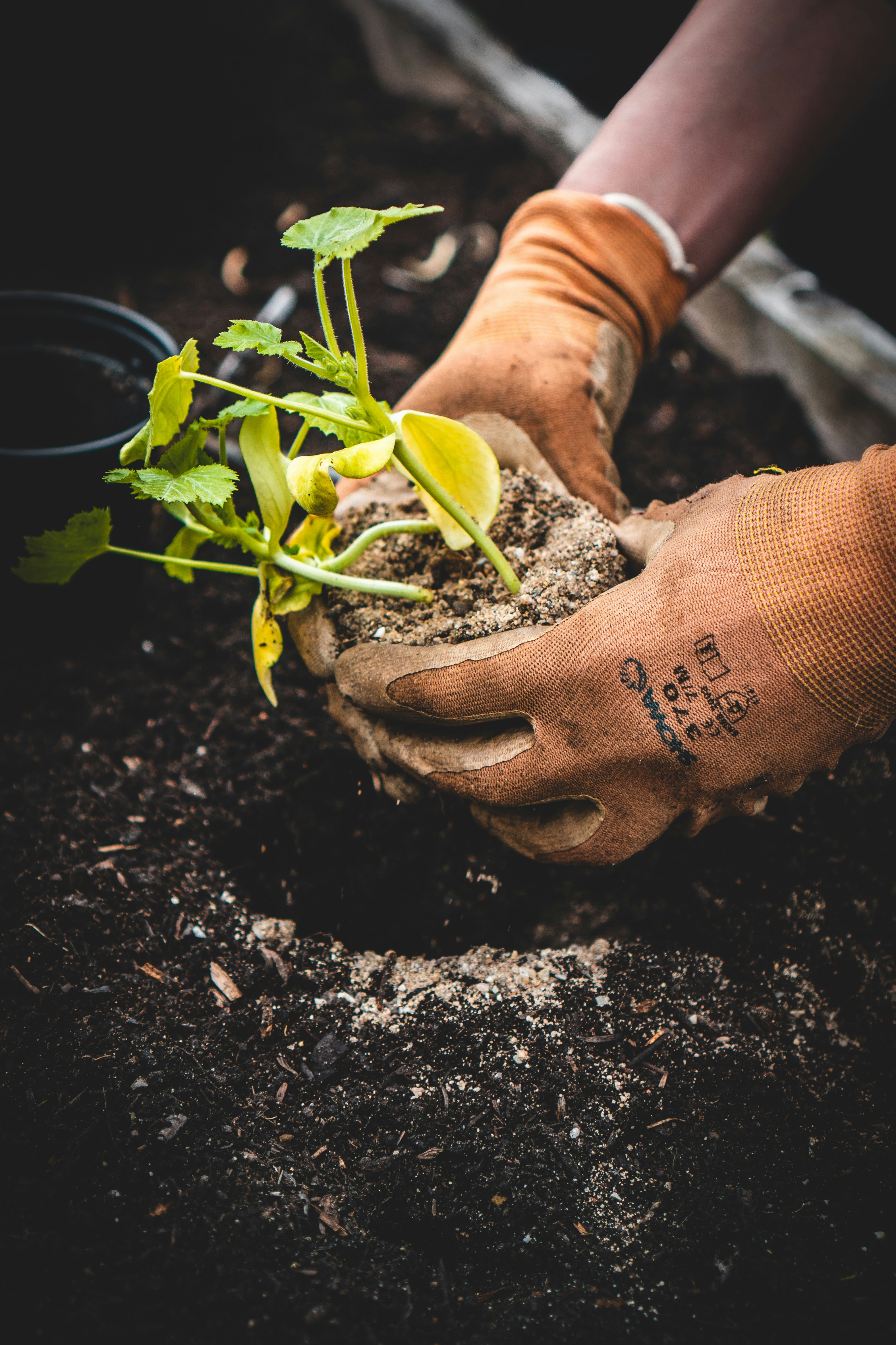 Planting