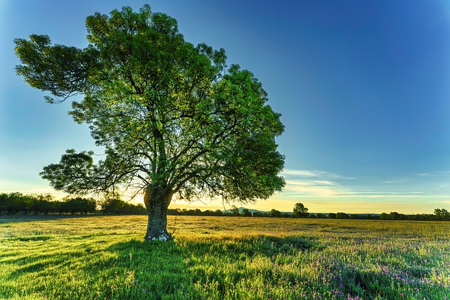 Trees