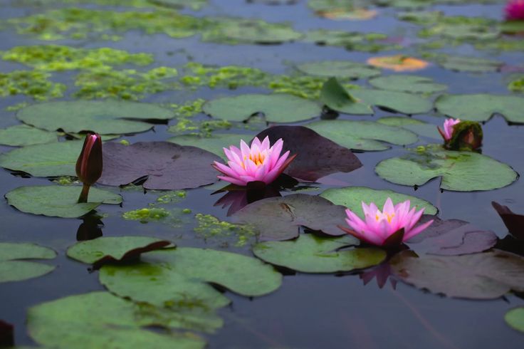 Water Plants